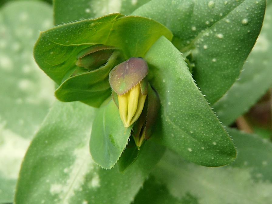 Cerinthe major / Erba-vajola maggiore
